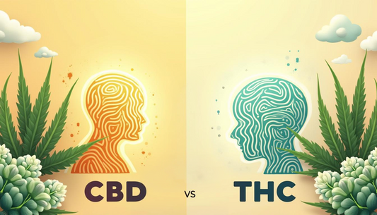 CBD vs THC: Hvordan kan CBD hjælpe dig med at komme af med din THC-vane?