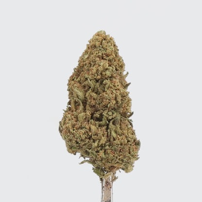 Orange Bud CBD